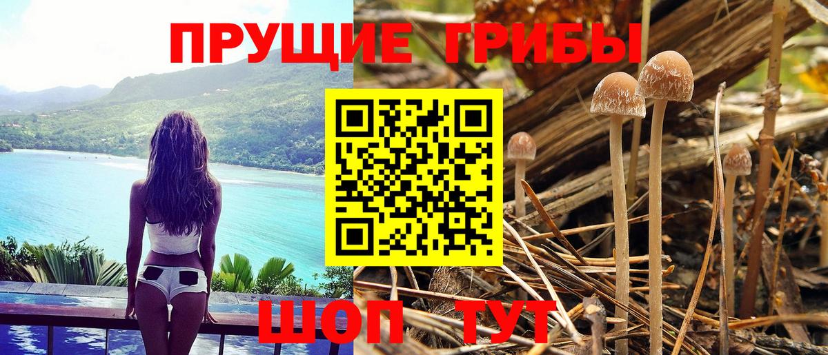 Белая Калитва  Галлюциногенные грибы Psilocybe  купить  цена  Вход с VPN 